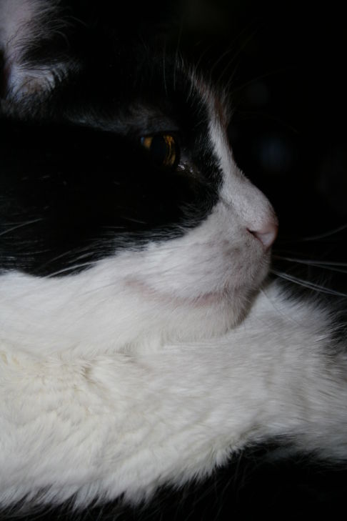 Picture of a cat / kitten / feline