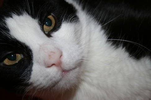 Picture of a cat / kitten / feline