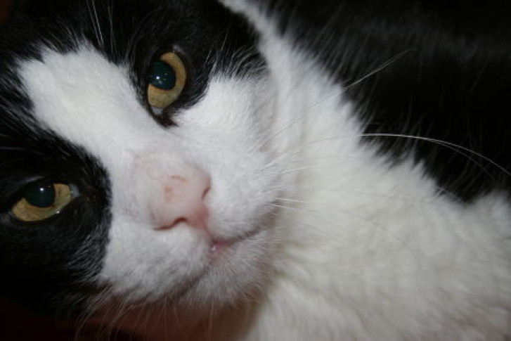 Picture of a cat / kitten / feline