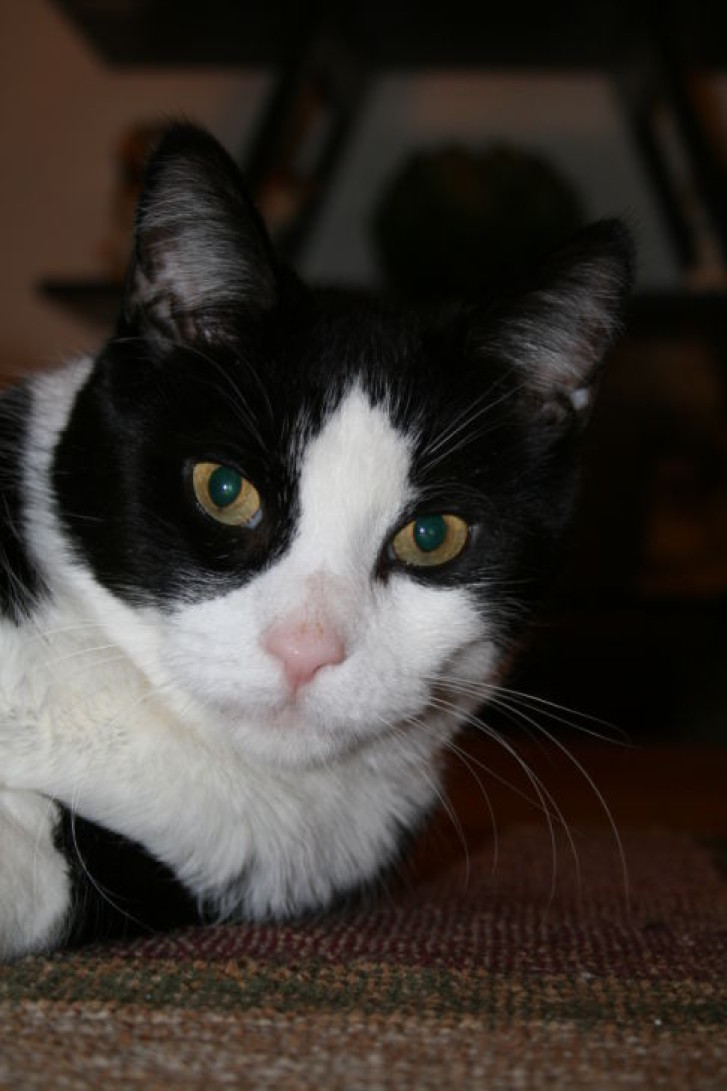 Picture of a cat / kitten / feline