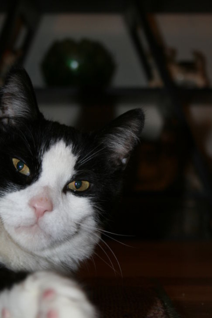 Picture of a cat / kitten / feline