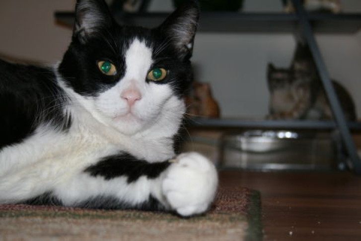 Picture of a cat / kitten / feline