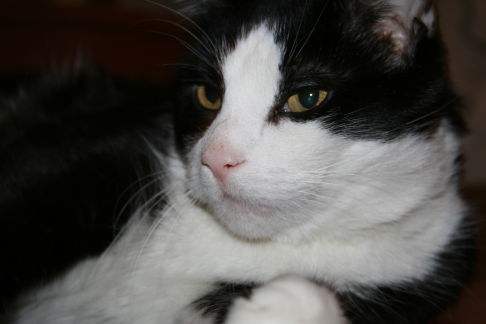 Picture of a cat / kitten / feline