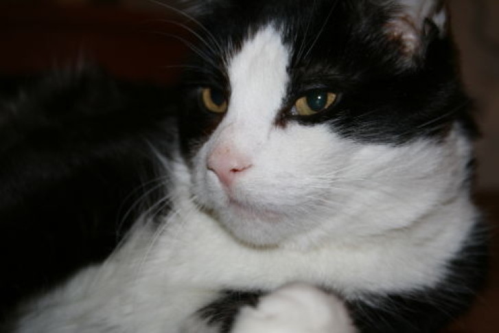 Picture of a cat / kitten / feline