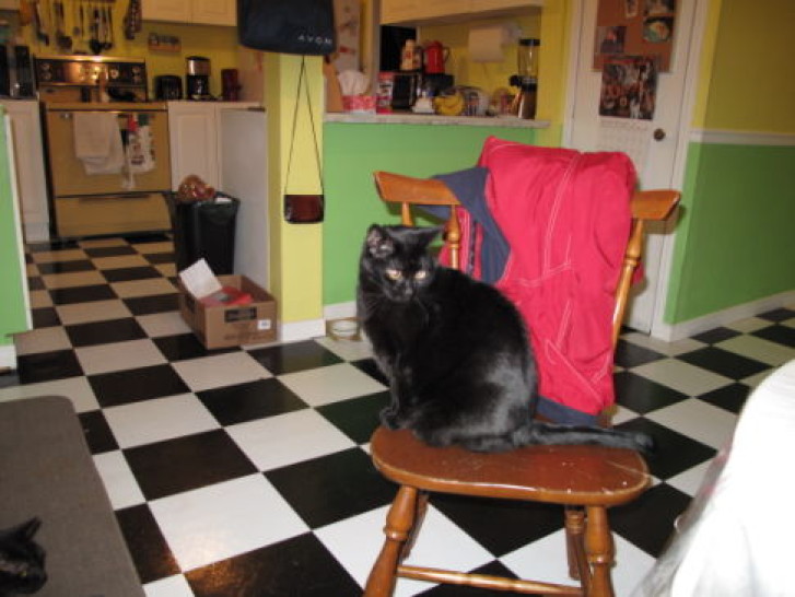 Picture of a cat / kitten / feline