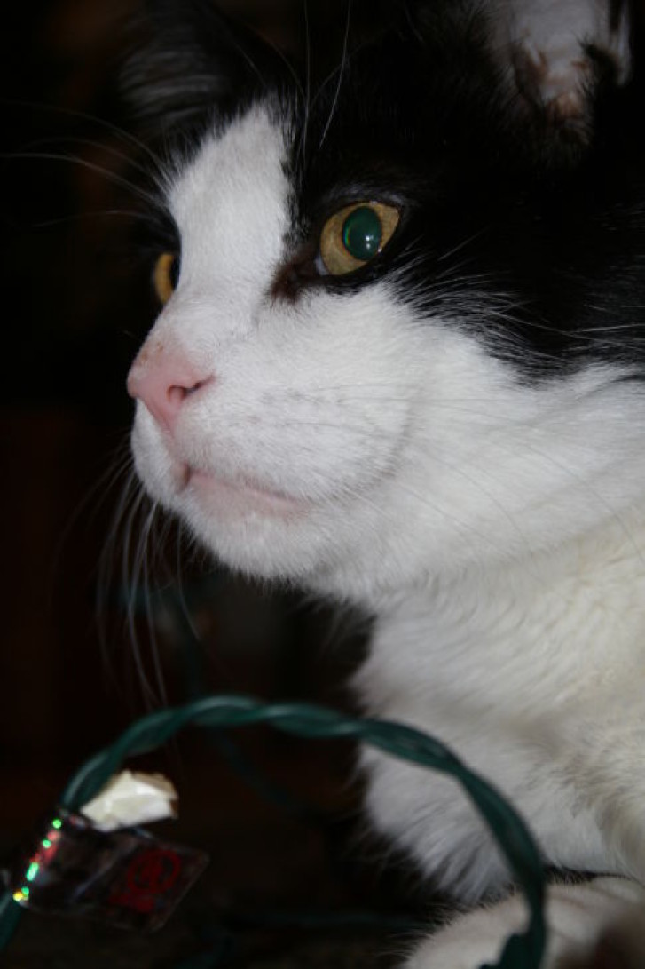 Picture of a cat / kitten / feline