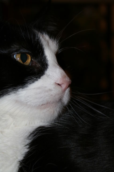 Picture of a cat / kitten / feline