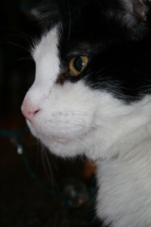 Picture of a cat / kitten / feline