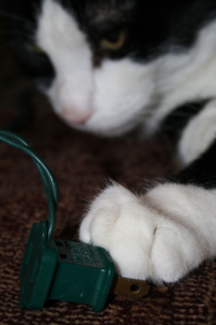 Picture of a cat / kitten / feline