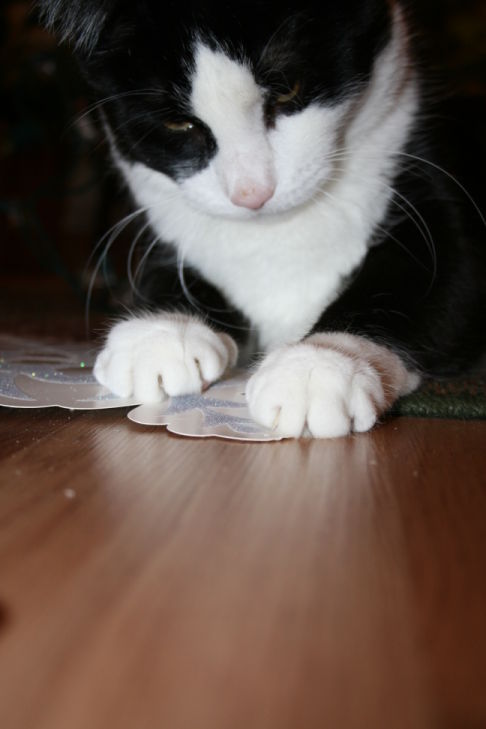 Picture of a cat / kitten / feline