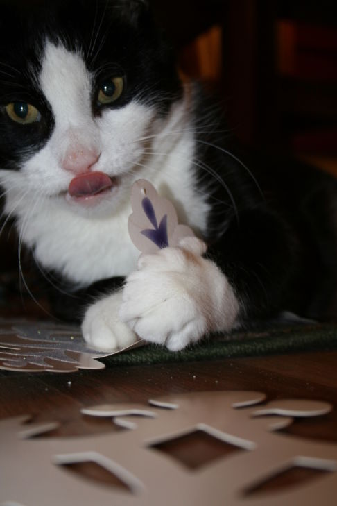 Picture of a cat / kitten / feline