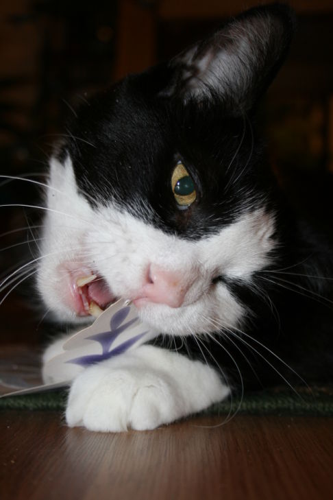 Picture of a cat / kitten / feline