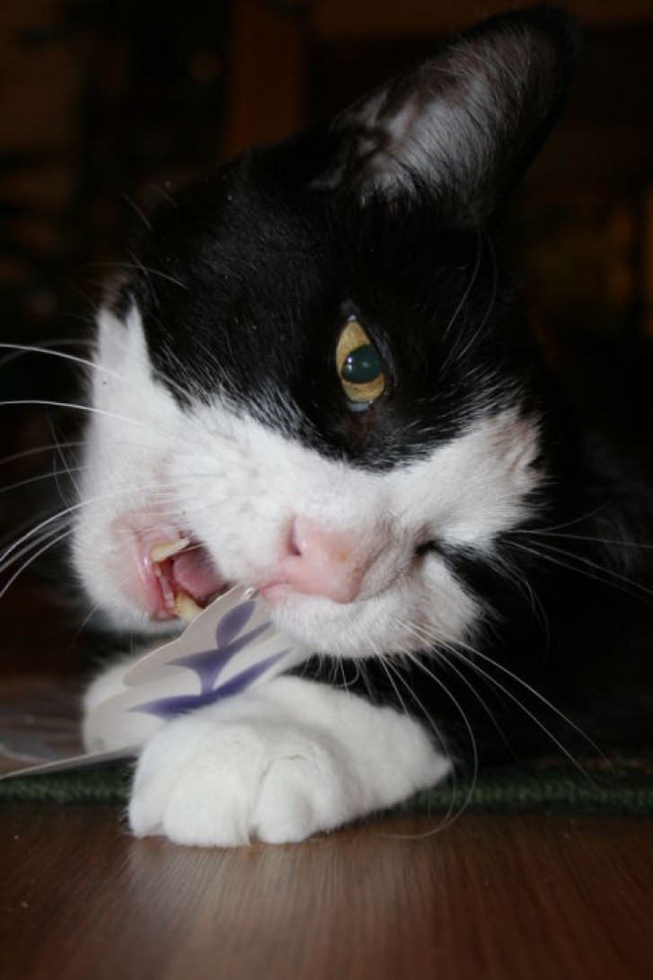 Picture of a cat / kitten / feline