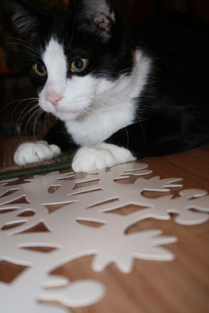 Picture of a cat / kitten / feline