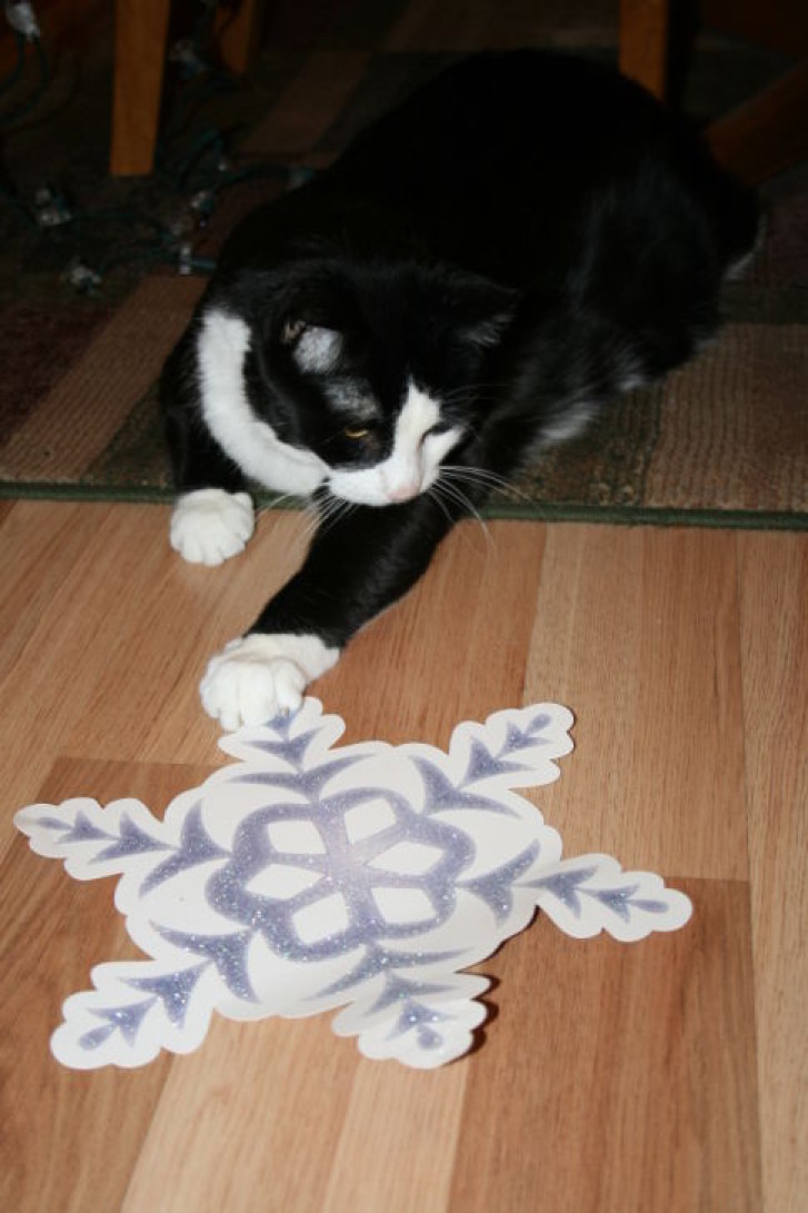 Picture of a cat / kitten / feline