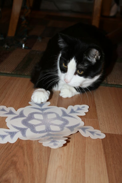 Picture of a cat / kitten / feline