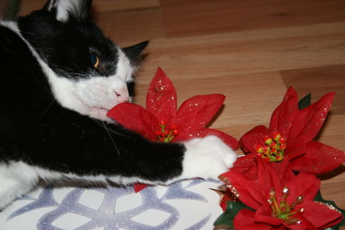 Picture of a cat / kitten / feline