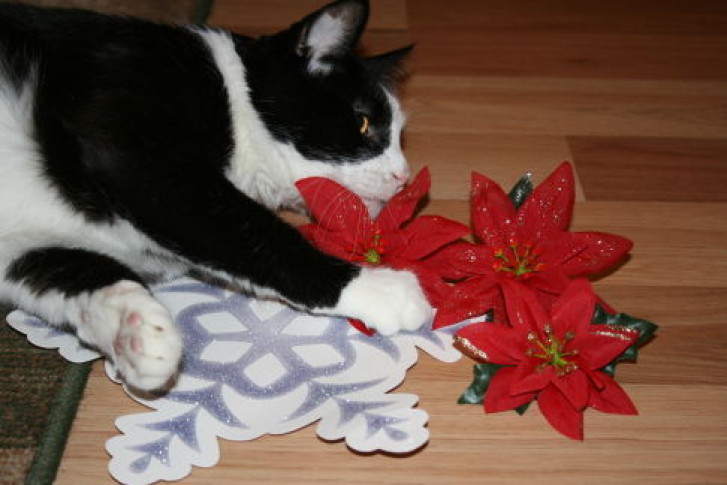 Picture of a cat / kitten / feline