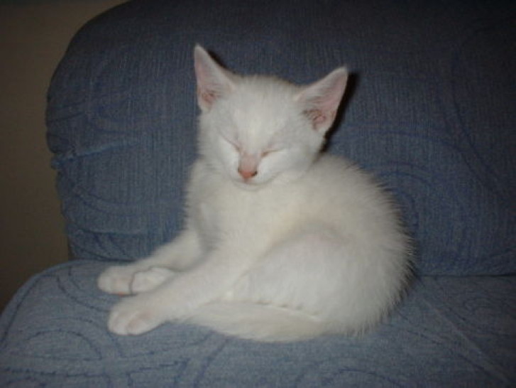 Picture of a cat / kitten / feline