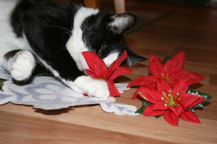 Picture of a cat / kitten / feline