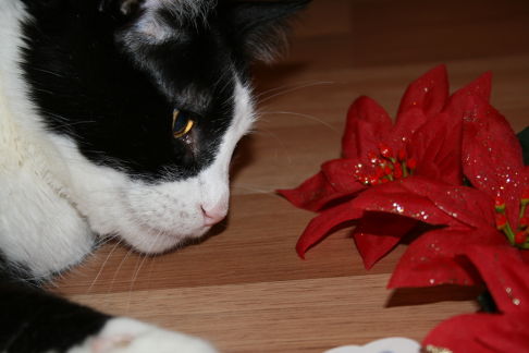 Picture of a cat / kitten / feline