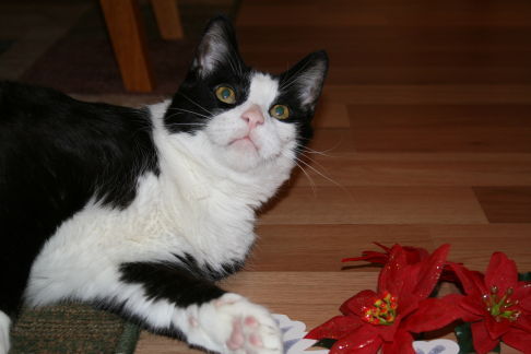 Picture of a cat / kitten / feline