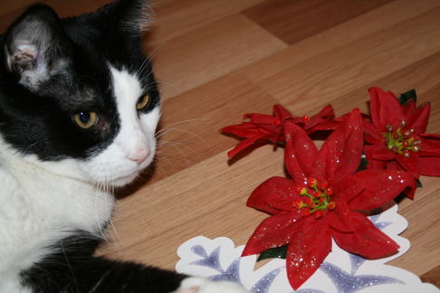 Picture of a cat / kitten / feline