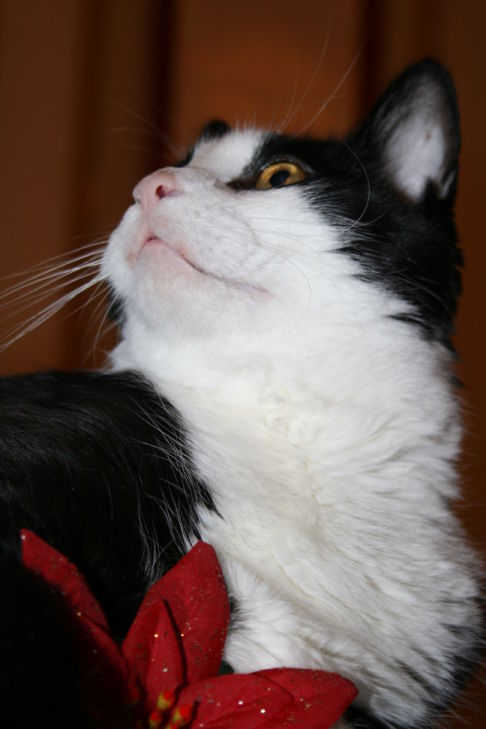 Picture of a cat / kitten / feline