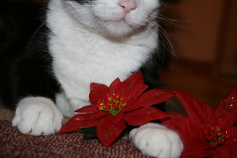 Picture of a cat / kitten / feline