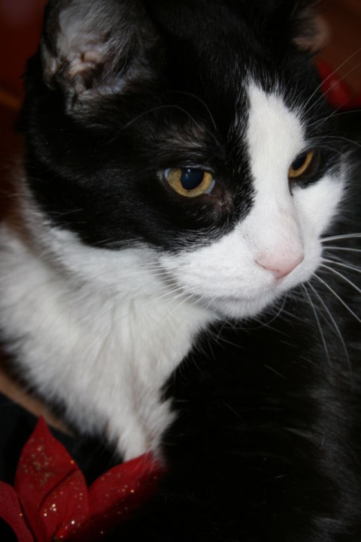 Picture of a cat / kitten / feline