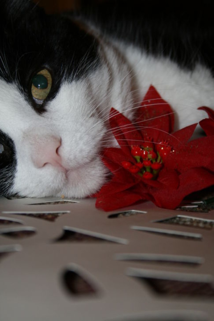 Picture of a cat / kitten / feline