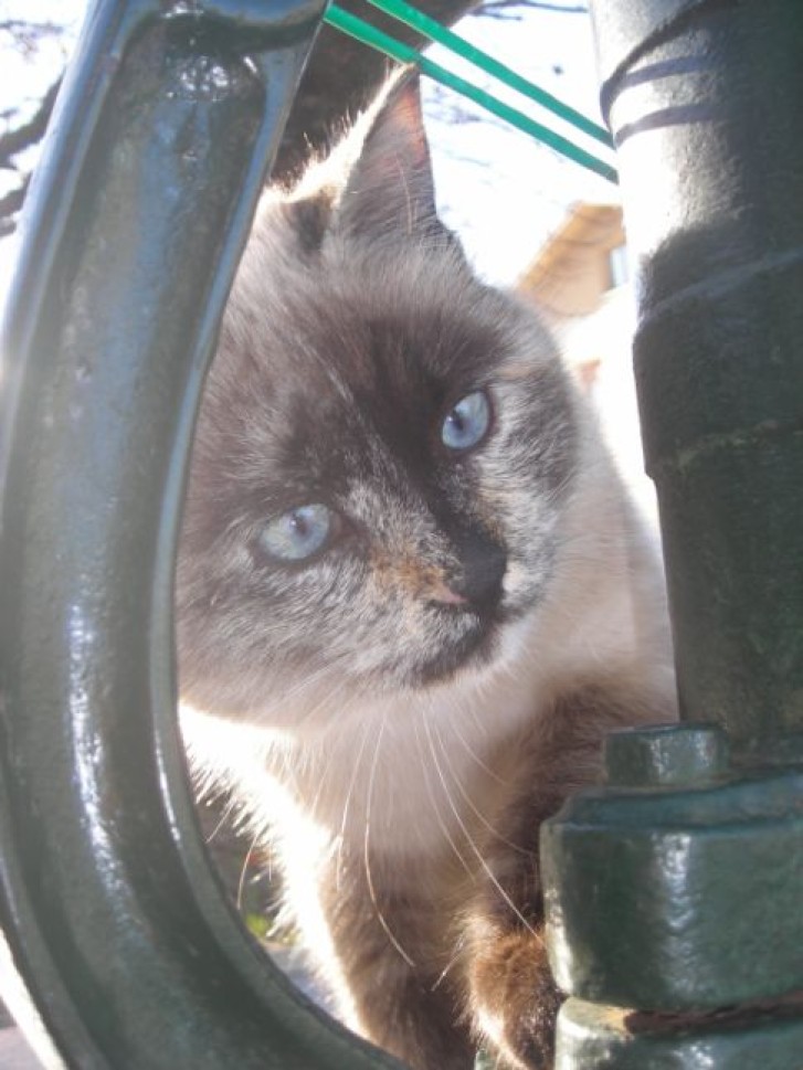 Picture of a cat / kitten / feline