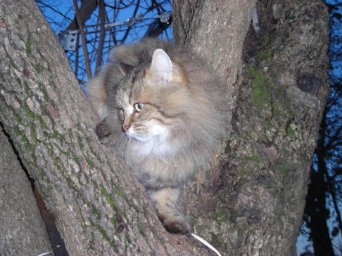 Picture of a cat / kitten / feline