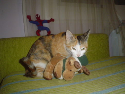 Picture of a cat / kitten / feline