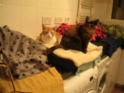 Picture of a cat / kitten / feline