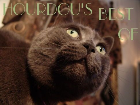 Picture of a cat / kitten / feline