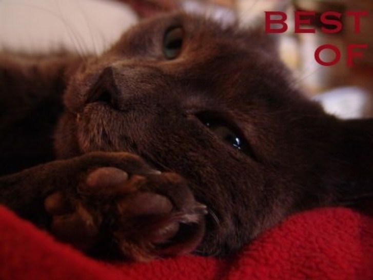 Picture of a cat / kitten / feline