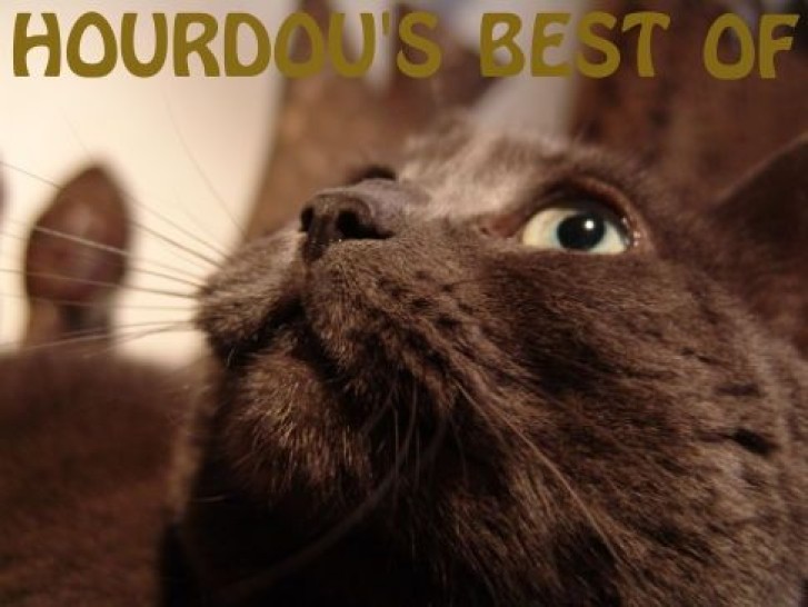 Picture of a cat / kitten / feline