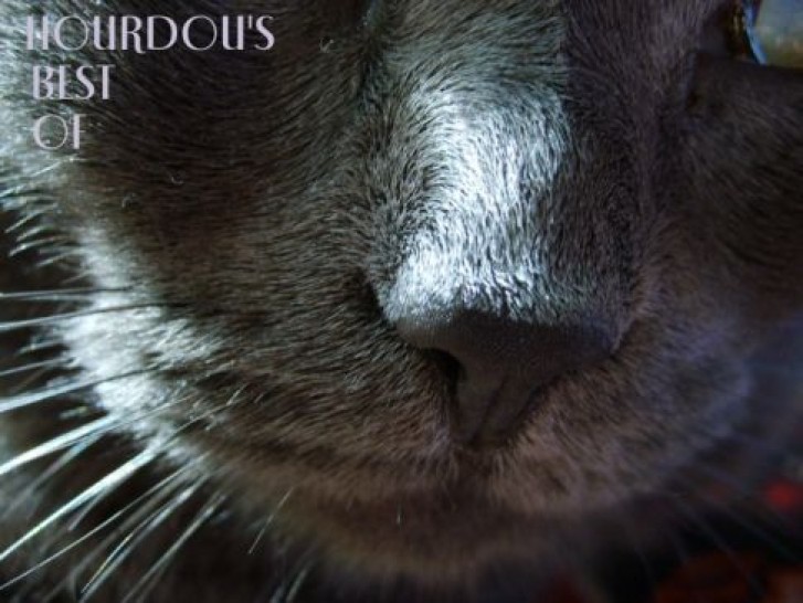 Picture of a cat / kitten / feline