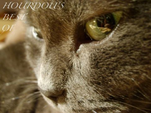 Picture of a cat / kitten / feline