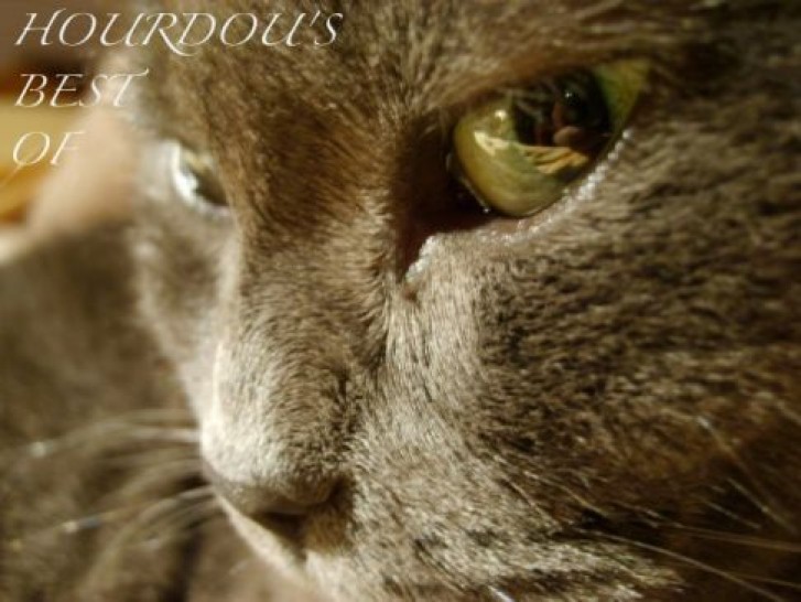 Picture of a cat / kitten / feline