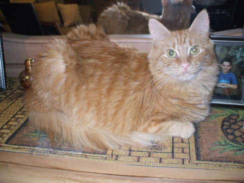 Picture of a cat / kitten / feline