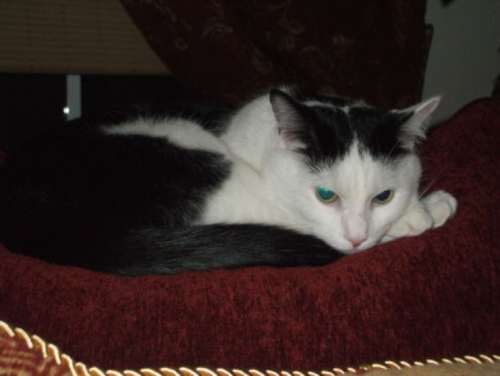 Picture of a cat / kitten / feline