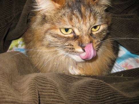 Picture of a cat / kitten / feline