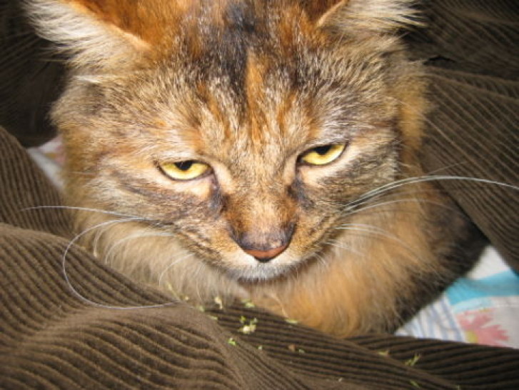 Picture of a cat / kitten / feline