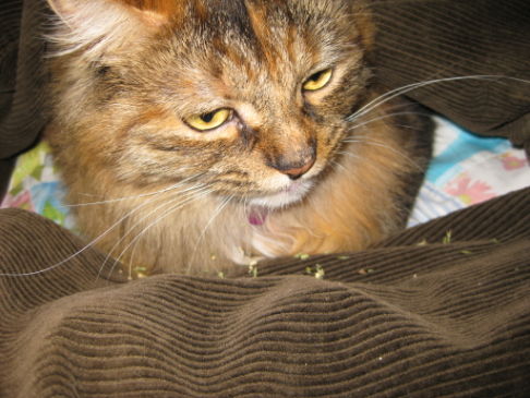 Picture of a cat / kitten / feline