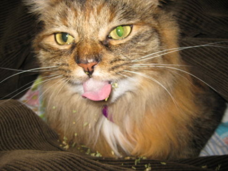 Picture of a cat / kitten / feline