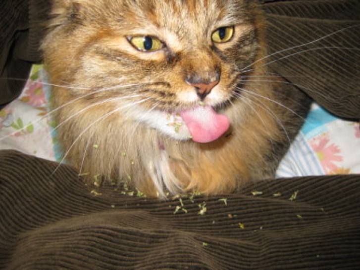 Picture of a cat / kitten / feline