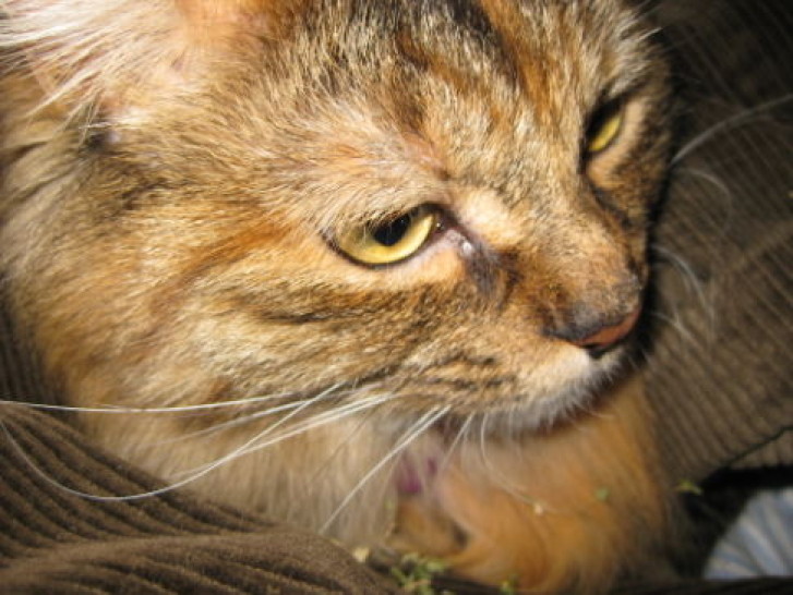 Picture of a cat / kitten / feline