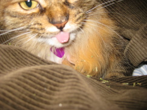 Picture of a cat / kitten / feline